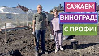 ВСЕ ТОНКОСТИ ПОСАДКИ ВИНОГРАДА ОТ ЛУЧШЕГО ВИНОГРАДАРЯ СТРАНЫ!