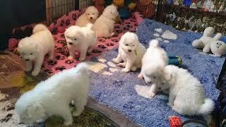 Samoyed puppies, щенки самоеда, самоед, щенок.