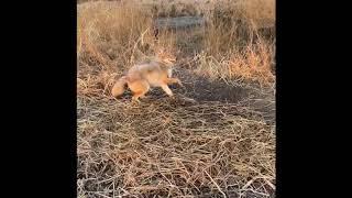 Mixed Line ( Bonus Bobcat )