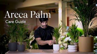 Areca Palm Care Guide - How to Pick, Place, and Parent Your New Plant