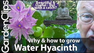 Water Hyacinth - Reasons Why and Why Not to Grow Water Hyacinth - Eichhornia crassipes