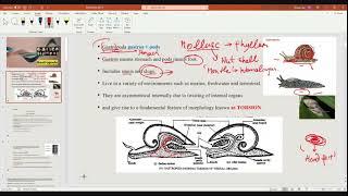 Paleontology Previous year Q&A and Numerical class video-6: BRAHMASTRA (Hinglish)