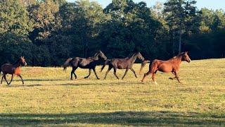 Running Beauties - Horse Plus Happenings #8 - 10-7-24