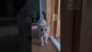 он передает привет !!  #cat #кот #милота