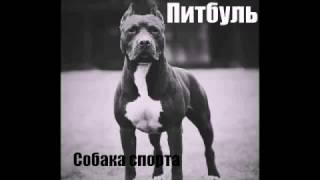 Питбуль - собака спорта!