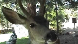 Wild Deer Bucks Close Up