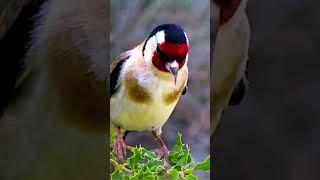 Щегол. Пение птиц, певчие птицы. Goldfinch! Singing birds, songbirds. 