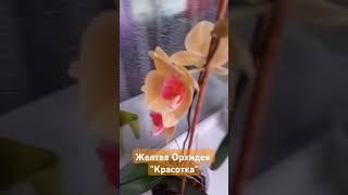 #цветениеорхидеи ЖЕЛТАЯ ОРХИДЕЯ С АЛОЙ СЕРЕДИНКОЙ! "КРАСОТОЧКА" #орхидеи