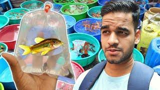 I Bought Some Amazing New Fish | SUNDAY VLOG