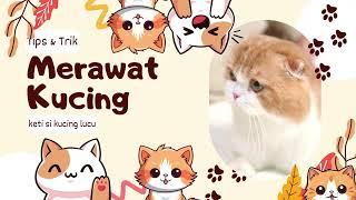 Keti Si Kucing Lucu