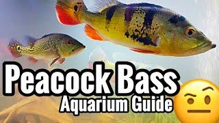 Setup a Peacock Bass Aquarium