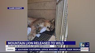 Mountain lion captured in Summerlin community