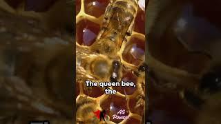 Inside the Bee Colony  Fascinating Social Structure of Bees Revealed