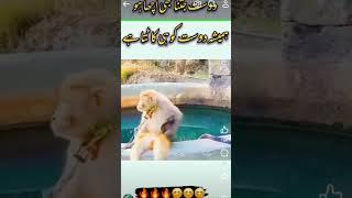 Snake bites Monkey.#shorts#viral#trending#respect#.Allah#Snakes#Monkey#.