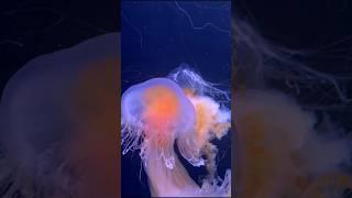 Unbelievable facts about water livings #shorts #facts #shortvideo