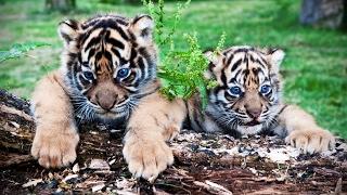 Cute Tiger Cubs Playing  Funny Tigers Playing [Funny Pets]