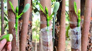 Unique technique jackfruit grafting | Jackfruit grafting with banana 100% success