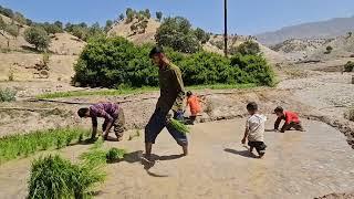 Rural life . Babak's attempt to work in the farm and village @par8484