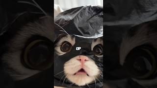 Cat,you’re a big cutie. #pets #cat #cute #cuteanimals #unbelievable #funny #shortvideo #shorts