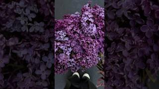 Любите сирень? #любовь #цветы #сирень #букетсирени #ароматсирени #отношения #весна #романтика