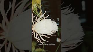 the queen of flowers #flowers #queen #night #bloom #brahma #kamal #goddess #suzume #trending #viral