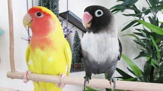 Lovebird Singing