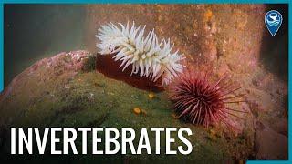 Meet the Invertebrates of National Marine Sanctuaries (West Coast Edition)