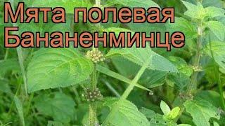 Мята полевая Бананенминце (mentha)  мята Бананенминце обзор: как сажать рассада мяты Бананенминце