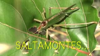 SALTAMONTES