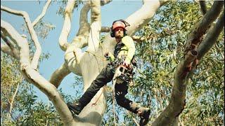 Work as an Arborist in Australia | Arbor Pride