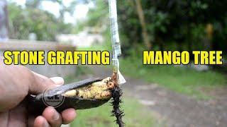 Stone Grafting Mango Tree