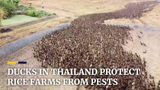 Thousands of ducks released to protect Thai rice fields from pests