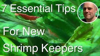 What You MUST Know Before Starting a Shrimp Tank 