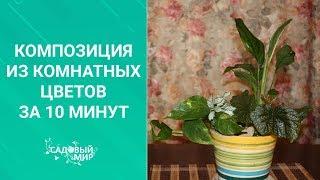 Очень красивая композиция из комнатных цветов на РАЗ-ДВА-ТРИ! СМОТРИ и ДЕЛАЙ!