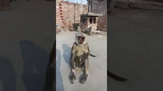 monkeys#trending #viral #shorts #monkey #bandar #motivation #cartoon