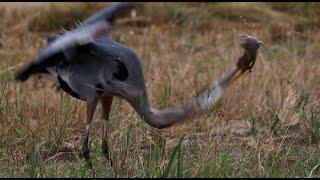 Great Blue Heron catching gophers in local park; one gopher bites back.