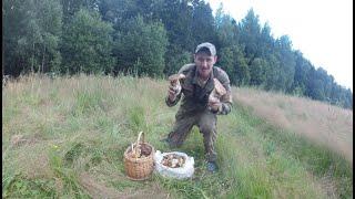 Белые грибы. Июль 2020. Подмосковье. Picking porcini mushrooms.