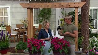 Cottage Farms 2-piece Delicious Candy Coneflowers on QVC