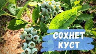 Сохнет куст голубики. В чем проблема