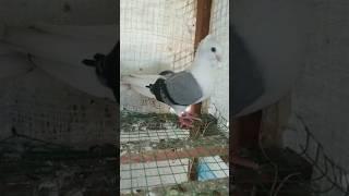 Old Dutch blue bar owel pigeon breeding #pigeon #addiction #pet2023