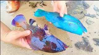 The typhoon blew deep-sea fish ashore. Gem Beach. Cat's-eye snail