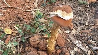 Crazy mushroom!