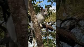 A Cute Cat on the Tree #smartsocietymysteries #cat #wildliferescue #wildlife