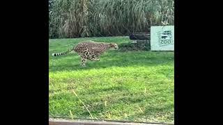 2 Cheetahs sprint around the cheetah yard counterclockwise in slow motion