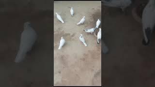 Asif Ali vlogs#amazing #movie #birds #s #vlogs