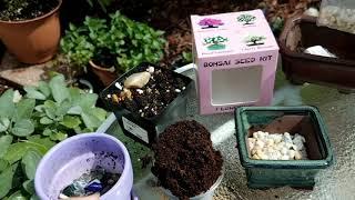 Starting Sakura Bonsai from a Bonsai Seed Kit