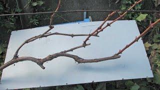 Pruning grapes in the fall. Prepare grapes for the winter.