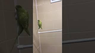 Арчи купается и делает обезьянку #parrot,волнистый попугай,budgie,#budgies,#cockatiel,#birds,#pets