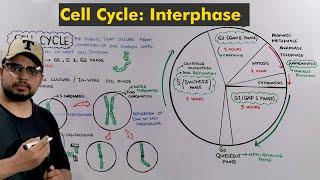 Interphase of Cell Cycle / Cell Division: How Cell prepare itself to Divide