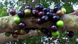 Growing Jaboticaba, aka Brazilian Grape, in Phoenix Arizona